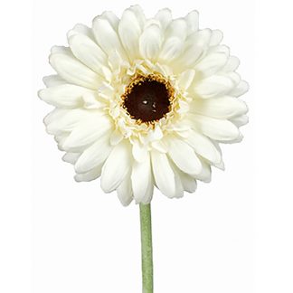 Gerbera hvit 55 cm Mr Plant