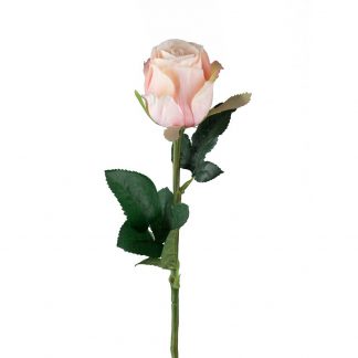 Rosa rose Mr plant 50 cm