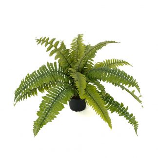 Ormbunke 30 cm Mr Plant