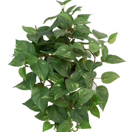 Gullranke 30 cm Mr Plant