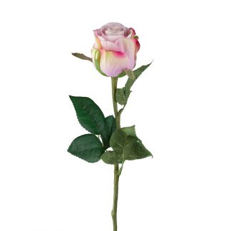 Lilla rose Mr plant 50 cm