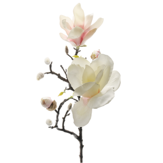 Mr Plant magnolia 60 cm
