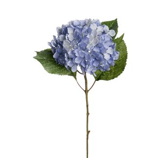 Mr plant hortensia blå