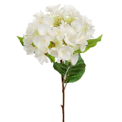 Mr plant hortensia hvit