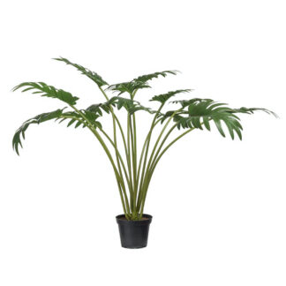 Philodendron 65 cm Mr Plant