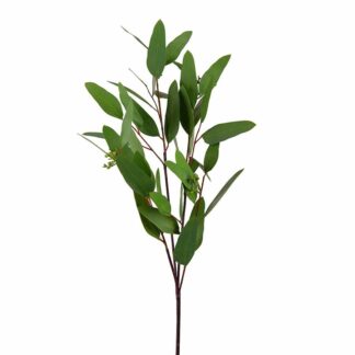 Mr Plant eucalyptus 80 cm