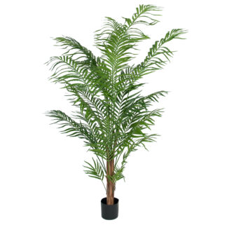 Mr Plant Areca palme palm 180 cm