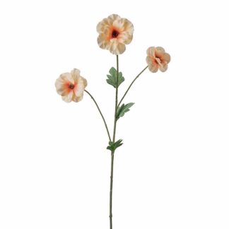 Japansk ranunkel fersken Mr Plant