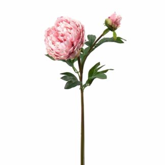 Mr Plant rosa peon