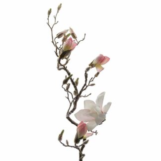 Magnolia 135 cm Mr Plant