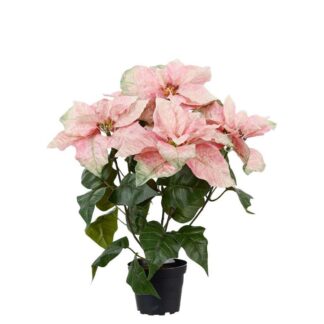 Mr Plant rosa julestjerne