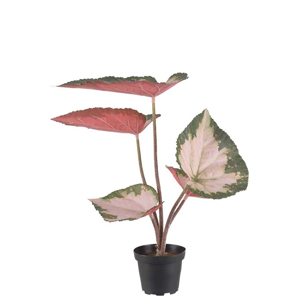 Rexbegonia rosa, 35 cm