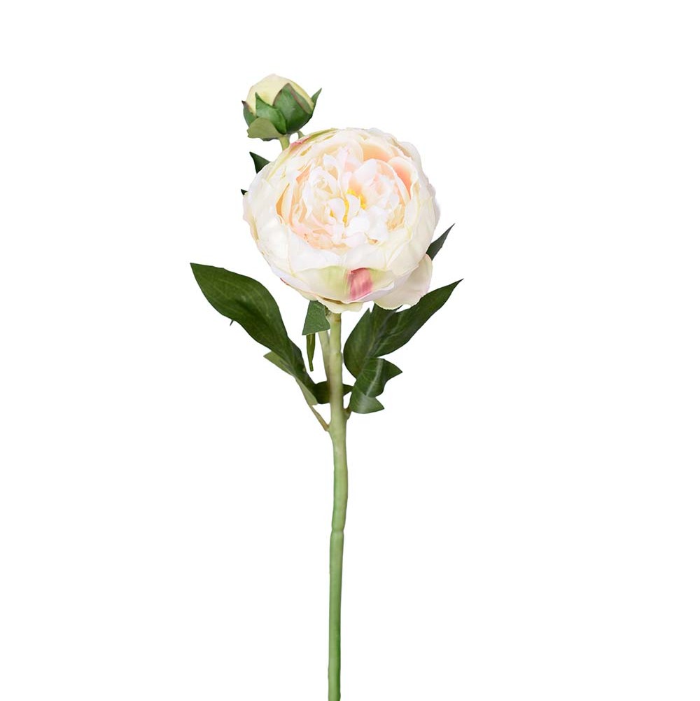 Peon krem, 58 cm