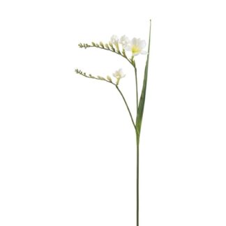 Freesia hvit Mr Plant