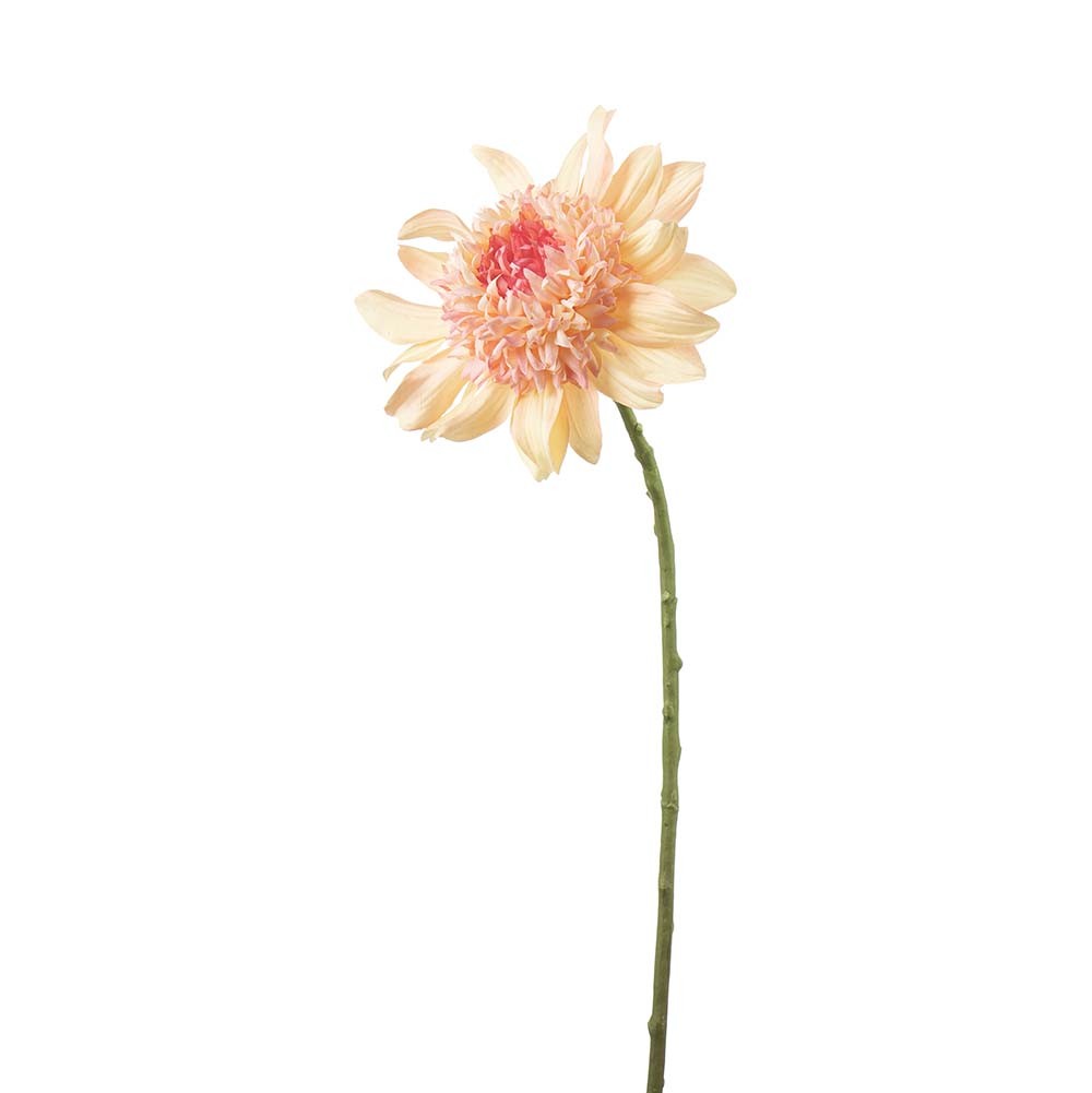 Dahlia fersken, 62 cm