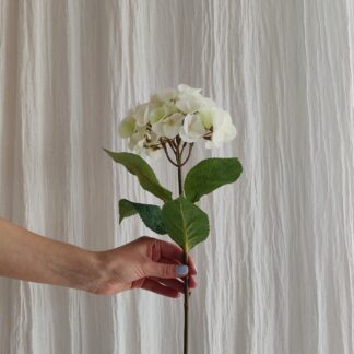 Mr Plant hortensia