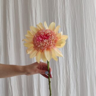 Mr Plant dahlia