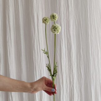 Mr Plant scabiosa