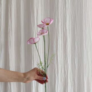 Mr Plant Cosmos