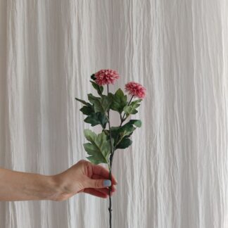Mr plant krysantemum