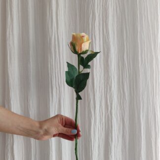 Mr Plant rose
