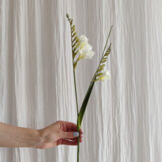 Mr Plant freesia