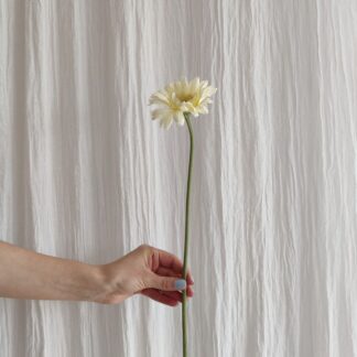 Mr Plant gerbera