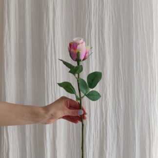 Mr Plant rose
