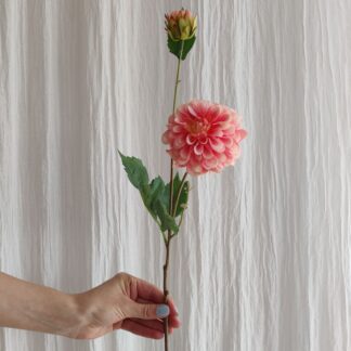 Mr Plant dahlia