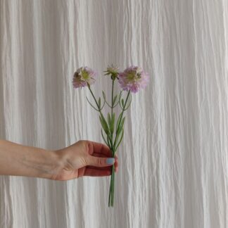 Mr Plant scabiosa