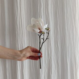 Mr Plant magnolia