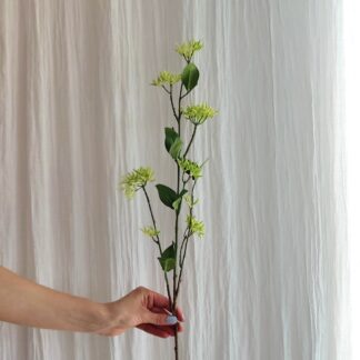 Mr plant kvist