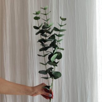 Eucalyptus Mr plant