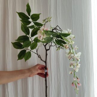 Visteria Mr Plant