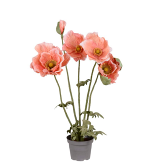 Valmue aprikos 6362-33-1 Mr Plant