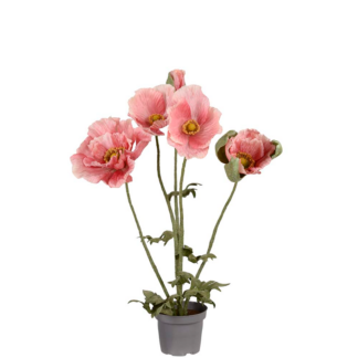 Valmue rosa Mr plant