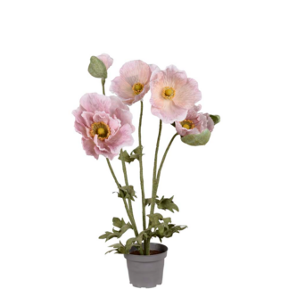 Valmue lilla Mr Plant